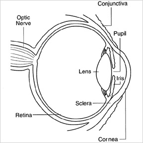 Eye parts image